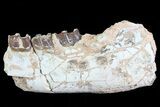 Hyracodon (Running Rhino) Jaw Section - South Dakota #80145-1